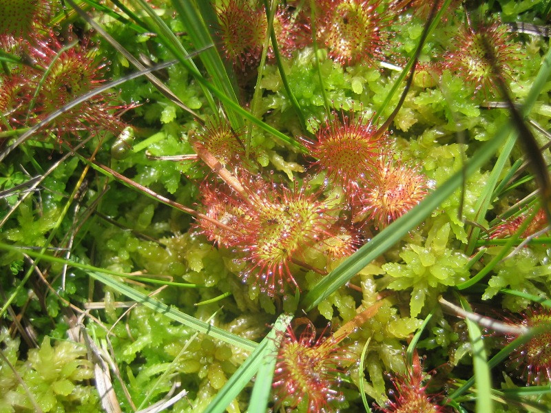 Drosera, forse rotundifolia